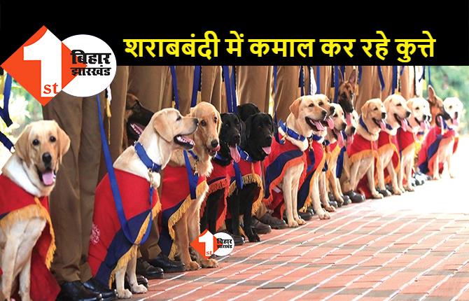 बिहार में कुत्तों ने पकड़वा दिया डेढ लाख लीटर से ज्यादा शराब: 400 से ज्यादा लोगों को जेल भी भिजवाया