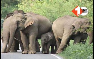 झारखंड: फिर जंगली हाथियों का आतंक, एक व्यक्ति को कुचल कर मार डाला, लोगों में दहशत 