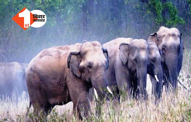 झारखंड में जंगली हाथियों का आतंक, बुजुर्ग महिला को पटक कर मार डाला