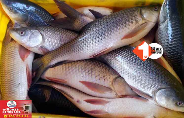 बिहार: बीच सड़क पर पलटा मछली लदा पिकअप वैन, लोगों में लूटने की मच गई होड़