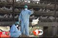 झारखंड में बर्ड फ्लू से हड़कंप: सैकड़ों मुर्गियों की हुई किलिंग, अंड़ों को किया गया नष्ट; अलर्ट पर एजेंसियां