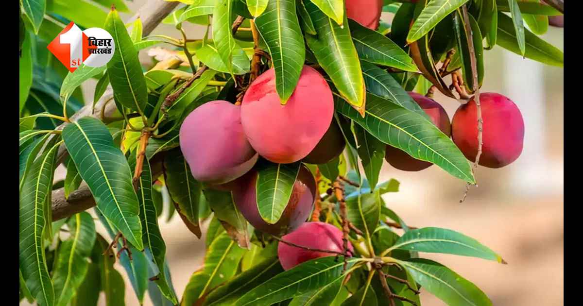 क्या लेंगे आप… 1 किलो आम या लग्जरी बाइक? जानिए इस ‘लाल सोने’ की कीमत जिसे जानकर हर कोई दंग रह जाएगा!