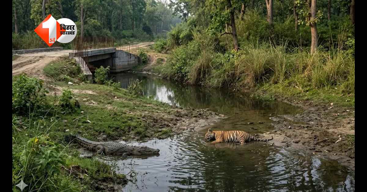 जंगल का शिकारी खुद बना शिकार… VTR में मगरमच्छ के हमले से बाघ की मौत, बढ़ते खतरे ने बढ़ाई चिंता