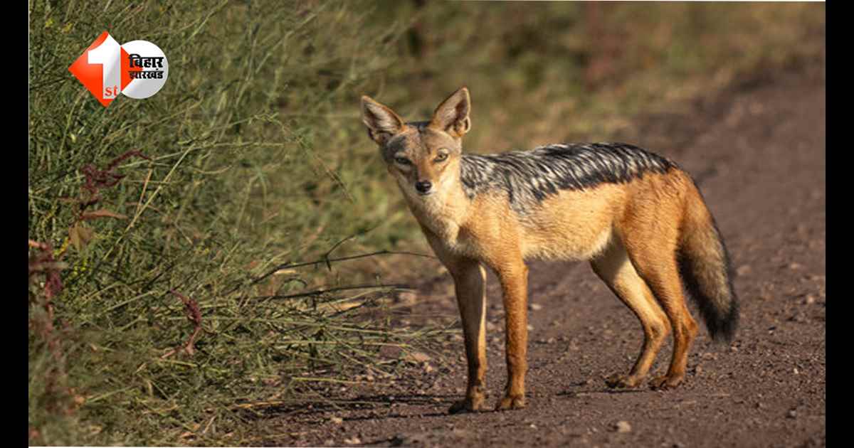 बिहार में खौफनाक साजिश का पर्दाफाश: गीदड़ के हमले का झूठा नाटक रचकर पति ने की थी पत्नी की हत्या