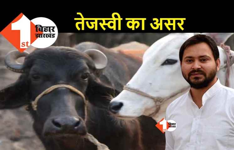 नीतीश सरकार में तेजस्वी फैक्टर : गाय-भैंस की मौत पर पालकों को मिलेगा मुआवजा