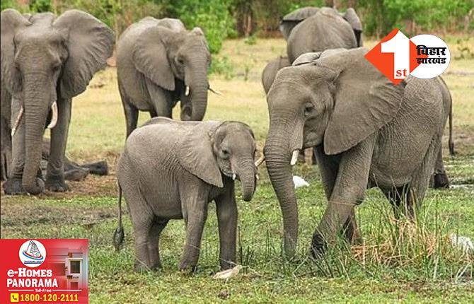 झारखंड में जंगली हाथियों का उत्पात, महिला की पटक कर ले ली जान