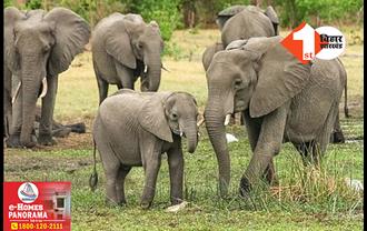 झारखंड में जंगली हाथियों का उत्पात, महिला की पटक कर ले ली जान