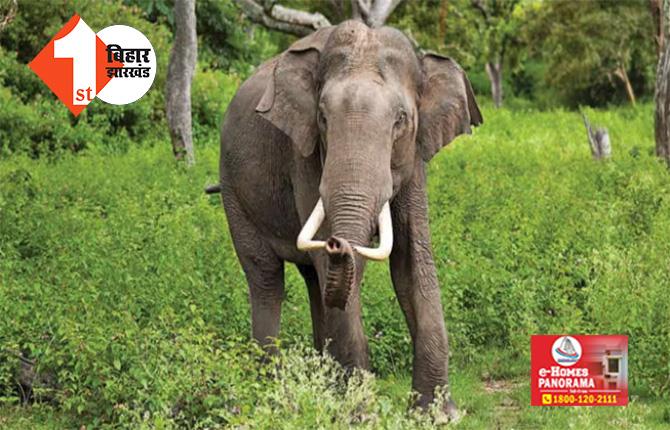 झारखंड : जंगली हाथी ने लड़की को कुचलकर उतारा मौत के घाट, ग्रामीणों में आक्रोश