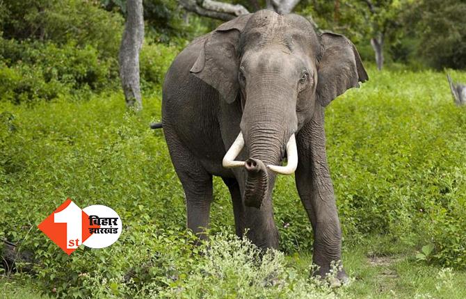 झारखंड में जंगली हाथियों के लिए कॉल सेंटर, सिर्फ एक फोन पर ग्रामीणों को मिलेगी मदद