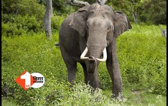 झारखंड में जंगली हाथियों के लिए कॉल सेंटर, सिर्फ एक फोन पर ग्रामीणों को मिलेगी मदद