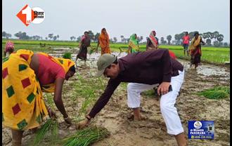 जूता उतारकर खेत में पहुंचे जमुई के डीएम, महिलाओं के साथ करने लगे धान की रोपनी