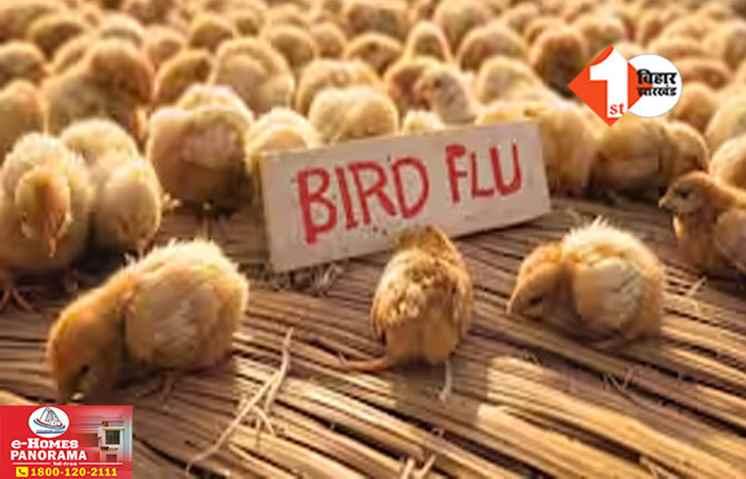 Bird Flu