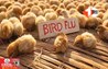 Bird Flu