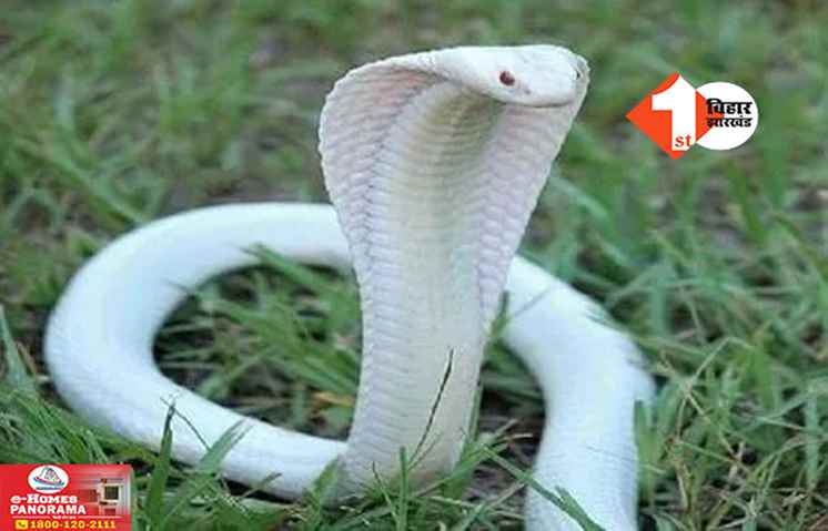 Bihar Crime News