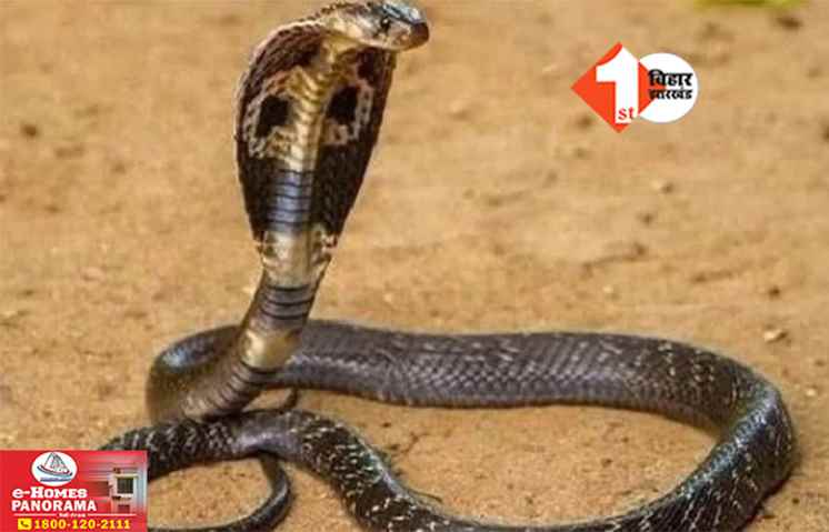 Bihar News 