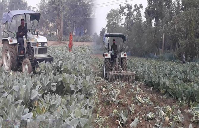 बिहार : गोभी की लहलहाती फसल पर किसान ने चलाया ट्रैक्टर, कम दाम मिलने से था नाराज