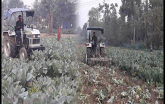 बिहार : गोभी की लहलहाती फसल पर किसान ने चलाया ट्रैक्टर, कम दाम मिलने से था नाराज