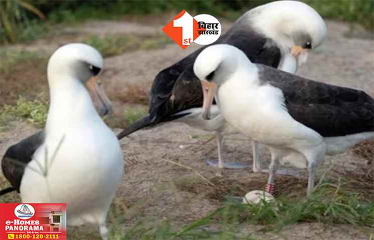 Wisdom Laysan Albatrosses: दुनिया की सबसे उम्रदराज चिड़िया बनी मां, 74 साल की उम्र में दिया 60वां अंडा; बन गया बड़ा रिकॉर्ड