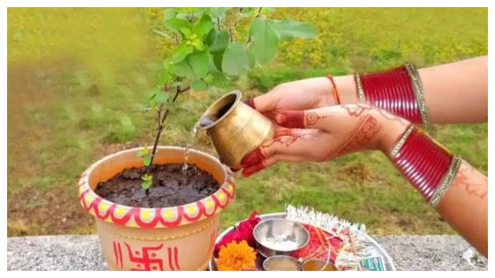 Tulsi Puja: तुलसी पूजा के लिए 3 सरल उपाय करें, जानें उनका महत्व