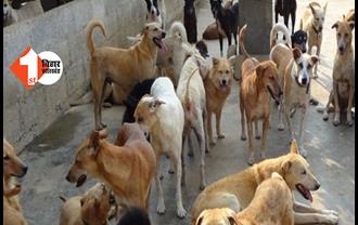 नगर निगम का बड़ा फैसला, अब आवारा कुत्तों की होगी नसबंदी, एक करोड़ खर्च करेगी बिहार सरकार