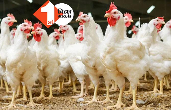 होली से पहले बर्ड फ्लू का दस्तक! 5 दिन के भीतर 400 से अधिक मुर्गियों की मौत, पशुपालन विभाग ने जारी किया अलर्ट