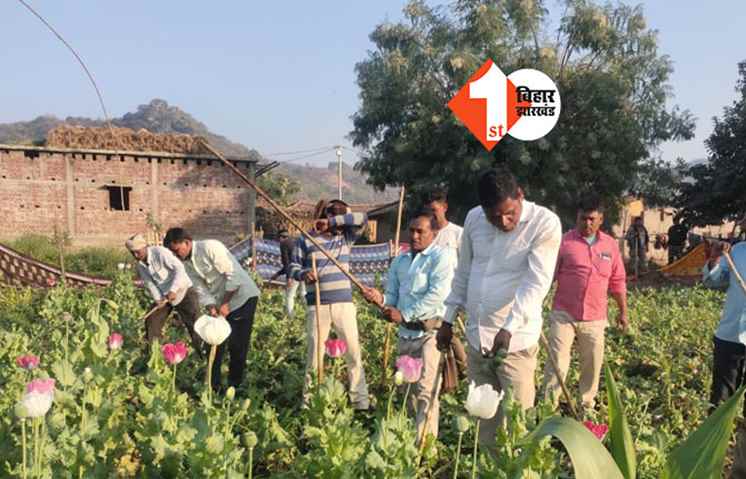 औरंगाबाद में नक्सलियों के खिलाफ बड़ी कार्रवाई, 10 एकड़ में लगी अफीम की खेती को पुलिस ने किया नष्ट