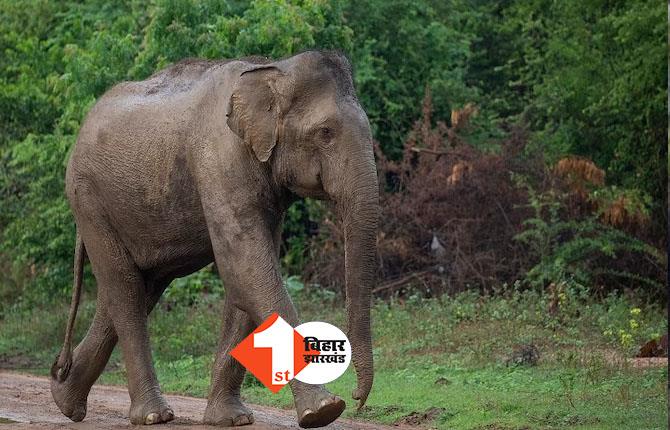 झारखंड में जंगली हाथी का तांडव; 3 लोगों को कुचलकर मार डाला, दहशत का माहौल 
