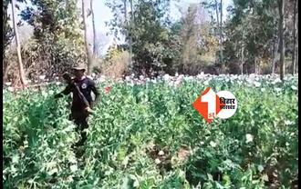 करोड़ों की अफीम की खेती को पुलिस ने किया नष्ट, मौके से एक रायफल बरामद