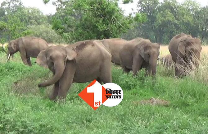 लोहरदगा में हाथी मचा रहा तांडव : इन इलाकों में अगले आदेश तक धारा-144 लागू, 12 दिन में 16 लोगों को मौत के घाट उतारा!