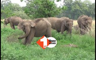 लोहरदगा में हाथी मचा रहा तांडव : इन इलाकों में अगले आदेश तक धारा-144 लागू, 12 दिन में 16 लोगों को मौत के घाट उतारा!