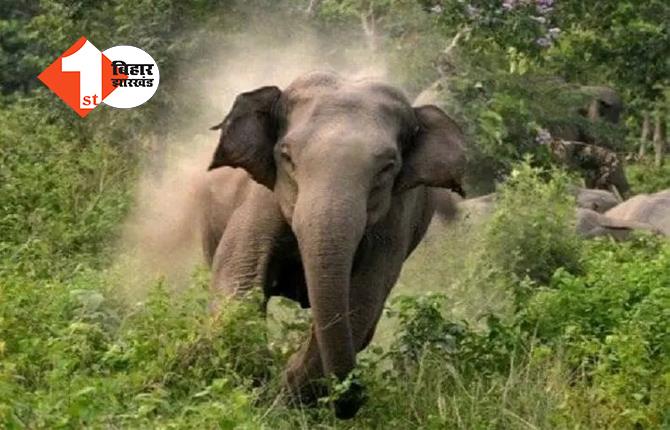 झारखंड: पांच जिलों में एक हाथी मचा रहा तांडव, 12 दिन में 16 लोगों को मौत के घाट उतारा!