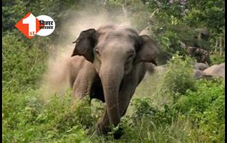 झारखंड: पांच जिलों में एक हाथी मचा रहा तांडव, 12 दिन में 16 लोगों को मौत के घाट उतारा!