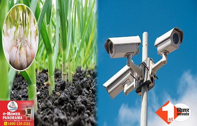 टमाटर और प्याज के बाद अब लहसुन की पहरेदारी, CCTV लगाकर खेतों की निगरानी कर रहे किसान