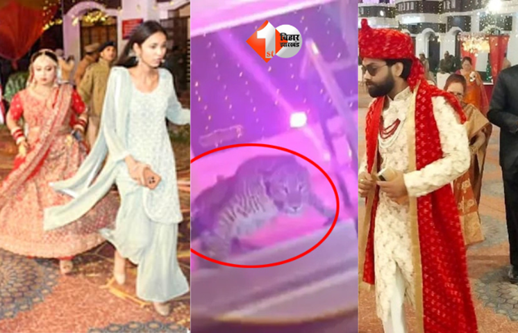 Leopard entered in wedding ceremony