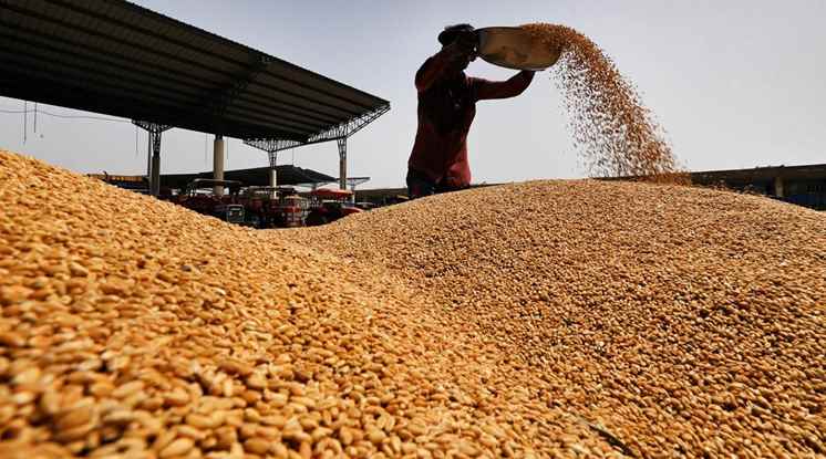 wheat production