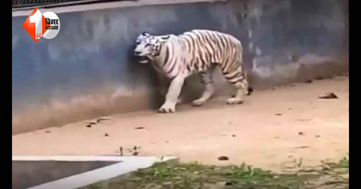 Bihar News: भूख से सूखकर कांटा हुआ पटना Zoo का सफेद बाघ! वीडियो वायरल होने के बाद उठ रहे सवाल