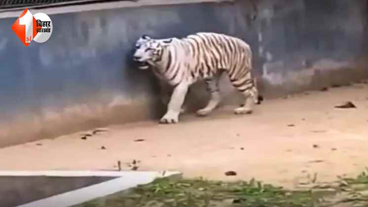Bihar News: भूख से सूखकर कांटा हुआ पटना Zoo का सफेद बाघ! वीडियो वायरल होने के बाद उठ रहे सवाल
