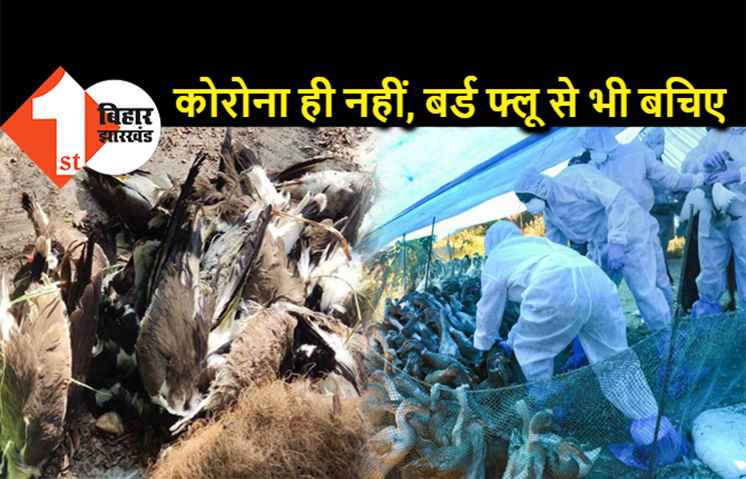 सावधान ! कोरोना के बाद बर्ड फ्लू का बढ़ा खतरा, जानें फ्लू के लक्षण और बचाव