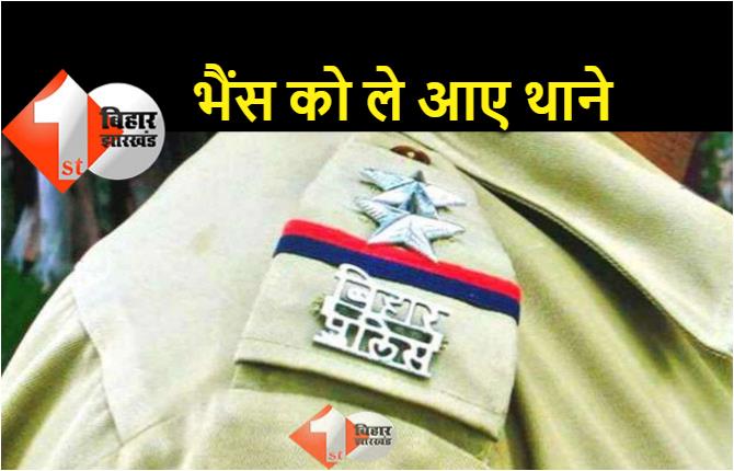 बिहार पुलिस का अजीब कारनामा, गए थे अपराधियों को पकड़ने, लेकिन पकड़ लाए भैंस