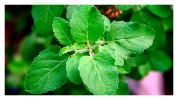 Tulsi 