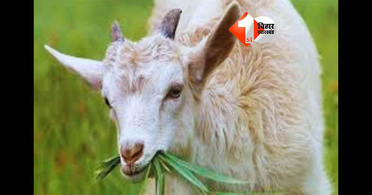 Bihar crime news : बकरी चराने को लेकर खूनी विवाद, दंपति को बांधकर पीटा गया, पत्नी की मौत, पति की जान बची