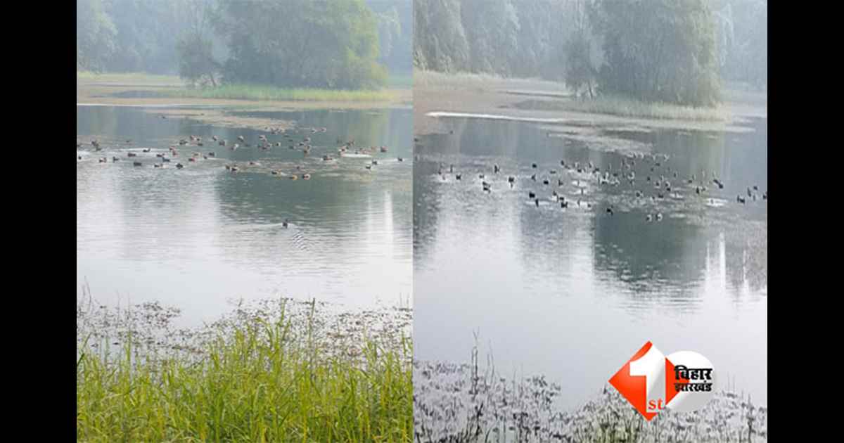 Patna waterbody birds : रूस से ब्राज़ील तक के पक्षी पटना में! जानिए कहां उमड़ा है विदेशी मेहमानों का जमावड़ा, इस तरह आप भी कर सकते हैं दीदार 
