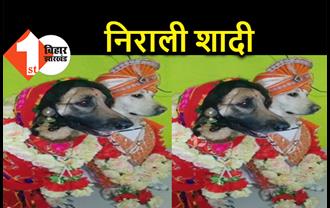 कुत्ते ने फ़िल्मी अंदाज में रचाई शादी, सहरा और सिंदूर लगाए दिखा कपल