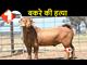 बिहार में अनोखा मामला: बकरे के मर्डर का FIR थाने में दर्ज, पुलिस अब कराएगी पोस्टमार्टम