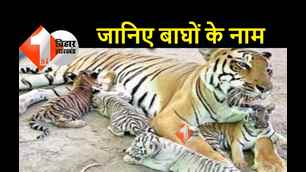 catagory