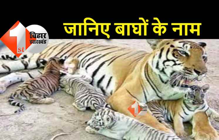सीएम नीतीश ने 'बाघिन सरिता' के बच्चों का रखा नाम, अब पटना जू में दिखेंगे 9 बाघ 
