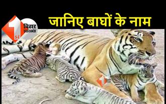 सीएम नीतीश ने 'बाघिन सरिता' के बच्चों का रखा नाम, अब पटना जू में दिखेंगे 9 बाघ 