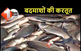 JDU नेता के तालाब में बदमाशों ने डाला जहर, 600 किलो मछलियों की गई जान 