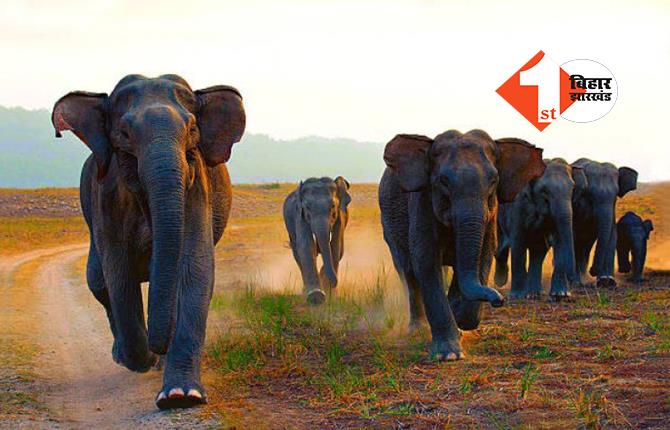 झारखंड में जंगली हाथियों का आतंक, बुजुर्ग महिला की पटक-पटक कर ले ली जान