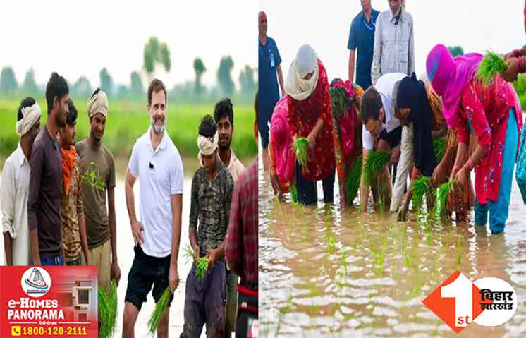 नेता से किसान बने राहुल गांधी! खेतों में ट्रैक्टर चलाया; ग्रामीणों के साथ धान की रोपाई की, सामने आईं तस्वीरें
